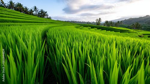 Tropical Bali Rice Terraces...