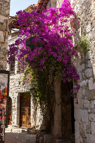 Blooming red bougainvillea flowers in Eze the famous, charming perched village. Very popular tourist attractions in the Alpes-Maritimes region, France.
