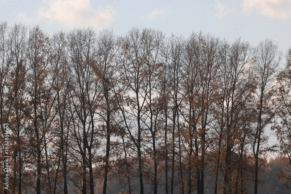 Fototapeta premium Autumn spider web flies in the field, abstract background, straw, old grass, nature