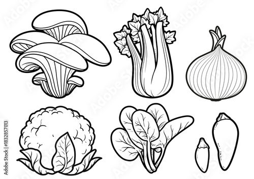 Cauliflower, spinach, onions, oyster mushrooms, celery linear drawing on white background