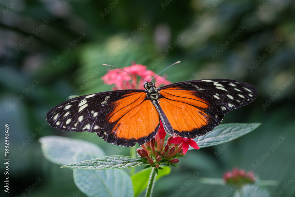 Fototapeta premium Butterfly