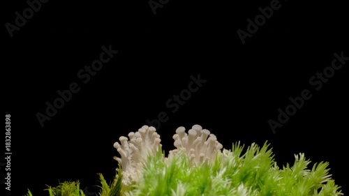 Time-lapse video of mushrooms growing rapidly from the ground in moist forest soil.