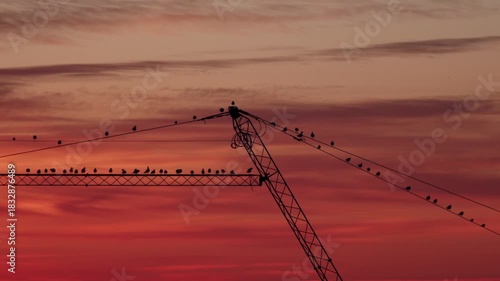 Birds perch on wires over a lake against the backdrop of a beautiful sunset. The bird colony are perched on an electric wires over water.