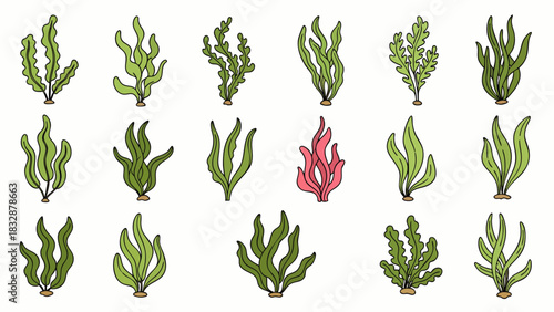 A beautiful collection of diverse hand-drawn green and red seaweed illustrations, perfect for aquatic themes, marine biology, or ocean-related graphic design.