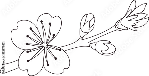 Black and white line drawing of a blooming cherry blossom branch