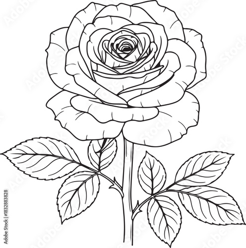 Rose flower line drawing botanical illustration, simple monochromatic floral outline art, elegant blossom sketch design element