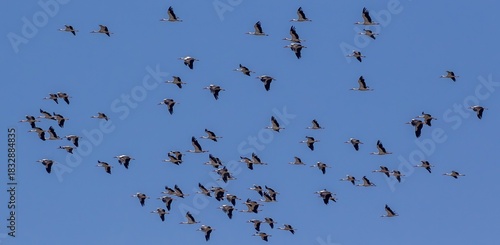 White Stork (Ciconia ciconia) flying at Cazalla bird observatory near Tarifa in southern Spain.
