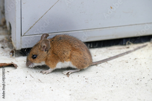 A mouse on the floor at home. The problem of rodent pests in homes.