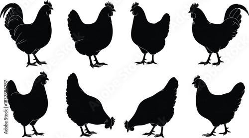 Black silhouette rooster and hens in various poses on white background chicken bird
