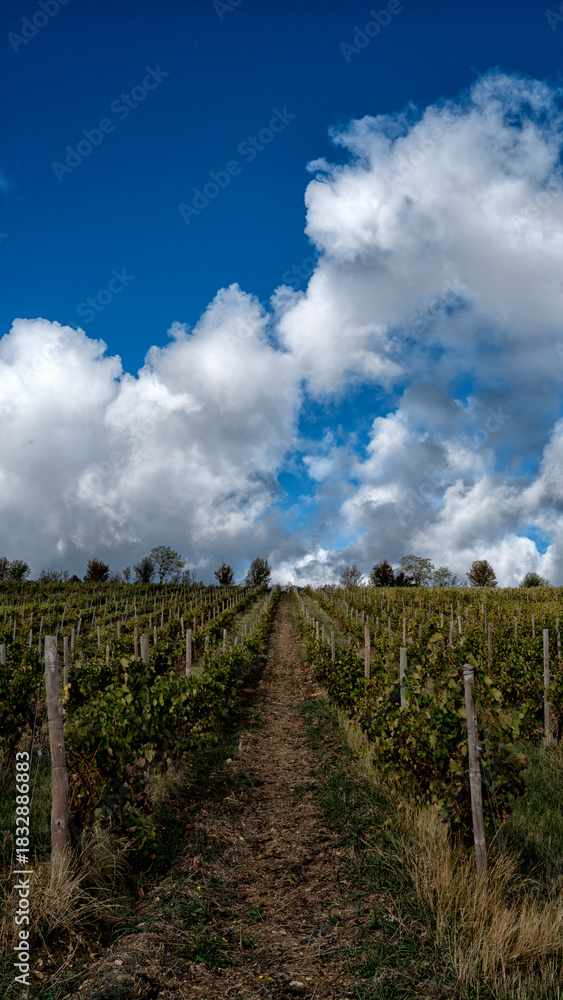 Obraz premium chemin à travers la vigne sous un ciel nuageux, photo format 9:16