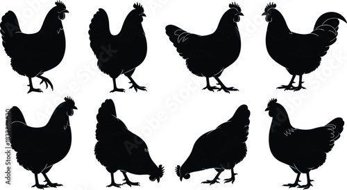 Collection of black chicken silhouettes in various poses on white background rooster