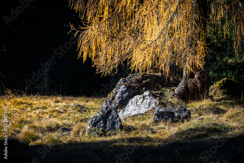 Autumn in the Dolomites. Explosion of colors towards sunset. Enrosadira and larch forests