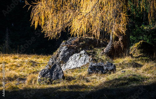 Autumn in the Dolomites. Explosion of colors towards sunset. Enrosadira and larch forests