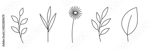 Botanical line art. Plant outlines vector.