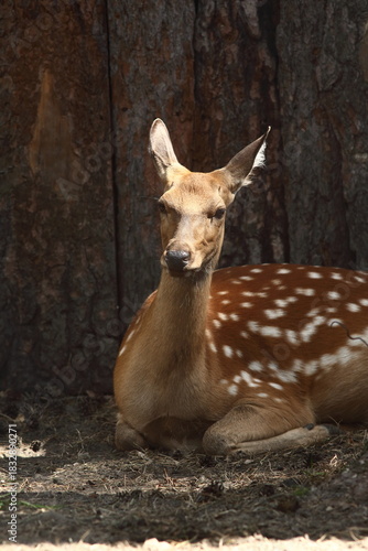 a close-up portrait of a sika deer