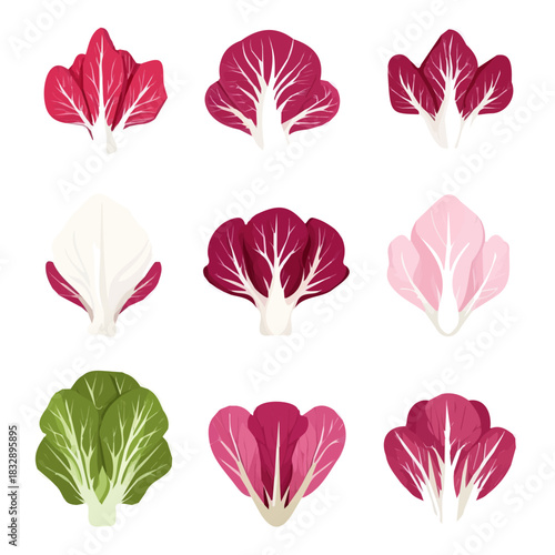 An Imaginary 2D flat icon radicchios_set, modern element in vector and EPS format, clean vector_isolated on a white background, An Icon clipart set