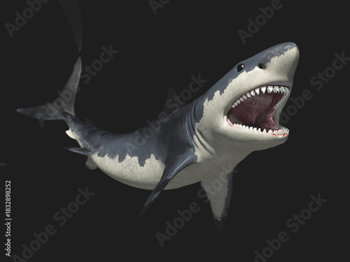Großer weißer Hai bei Nacht
