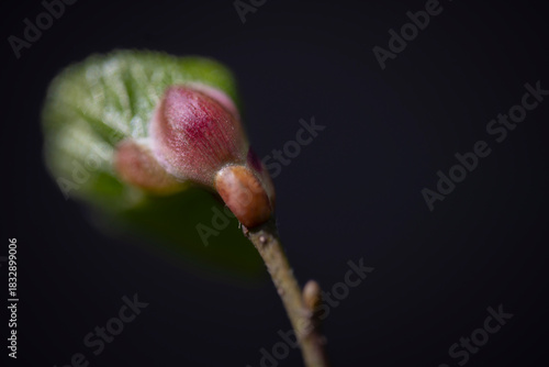 Macro photograph of a Common Hazel Corylus avellana bud beginning to open in early spring