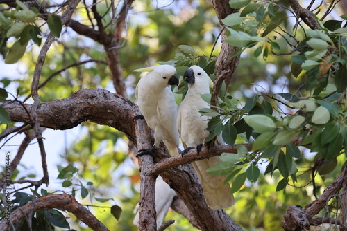 Sulphur-Crested Cockatoo (Cacatua galerita), Queensland, Australia