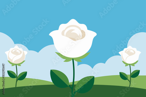 Three white roses in a field under a blue sky