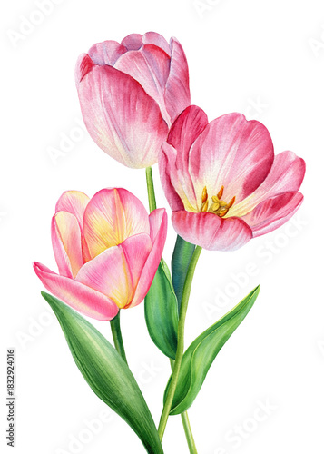Pink blooming tulips in soft watercolor botanical illustration for spring floral design and home decor
