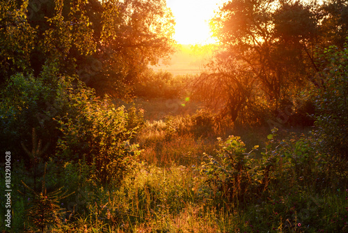 Golden hour light pierces dense summer foliage, illuminating a meadow opening with dancing insects and warm, hazy tones