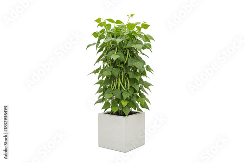 bushy green bean plant with ripe pods growing in a square pot isolated on white background