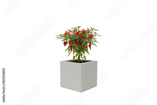 potted red chili pepper plant with numerous ripe peppers isolated on white background