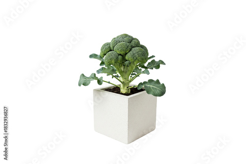 broccoli plant with a mature head growing in a square pot isolated on white background
