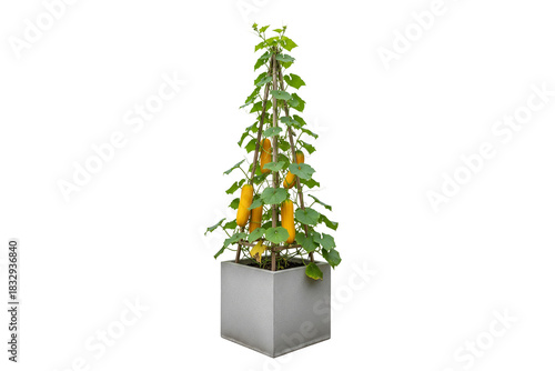 climbing yellow cucumber plant with ripe fruits on a wooden trellis in a square pot isolated on white background