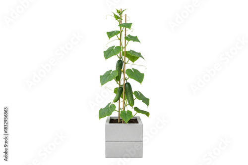 cucumber plant with ripe fruits growing in a square pot isolated on white background