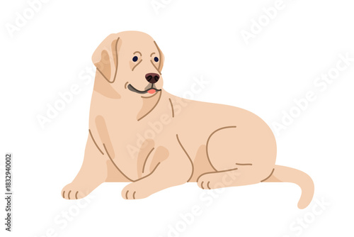 Labrador retriver, pedigree dog in lying pose. Cute peaceful puppy resting. Adorable purebred pet, doggy, thoroughbred canine animal. Flat vector illustration isolated on white background