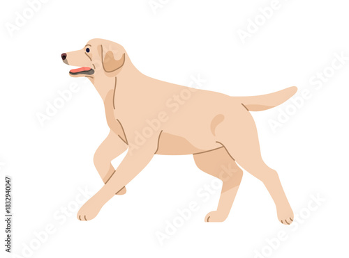 Labrador retriever breed. Big dog running. Doggy, puppy in side view, profile, in action, movement pose. Active adorable purebred pet. Flat vector illustration isolated on white background