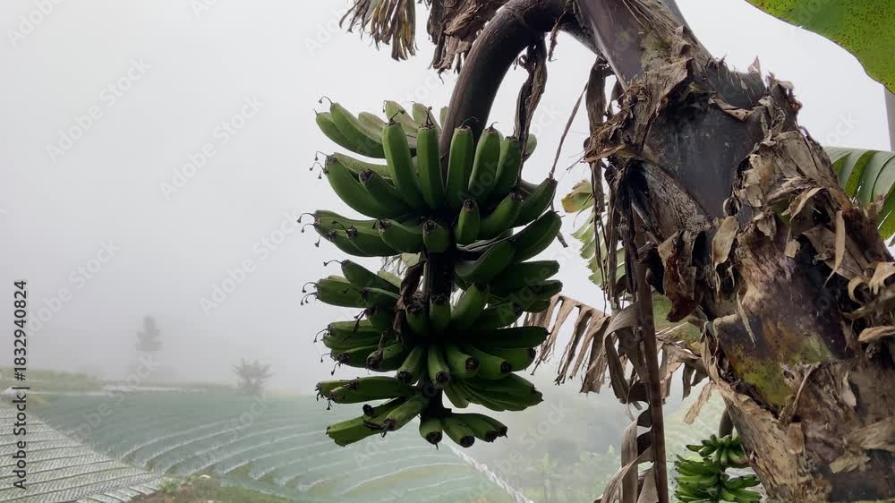 Banana Leaf Moving with The Wind - Free HD Video Clips & Stock Video  Footage at Videezy!