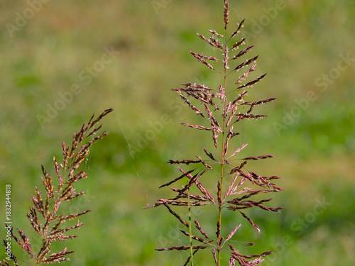  Closeup inflorescence of Johnson grass beautiful        