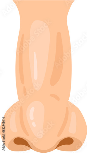 Human nose front view anatomical illustration