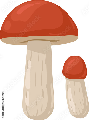 Growing two boletus mushrooms vector illustration