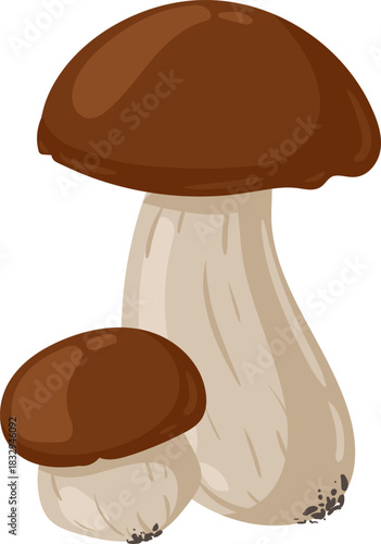 Two brown cap fresh porcini mushrooms illustration
