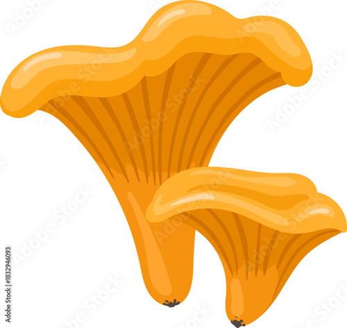 Chanterelle mushrooms vector drawing for cooking recipes