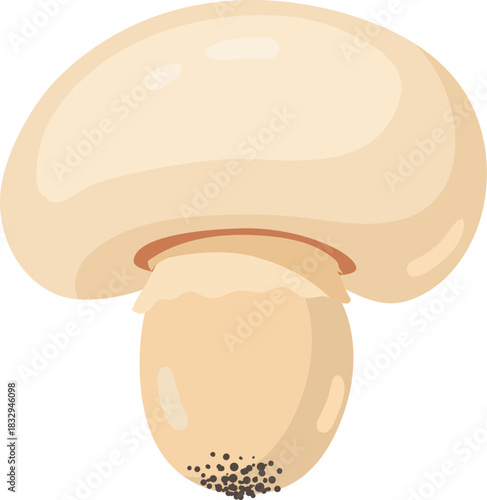 Fresh button mushroom illustration isolated on white background