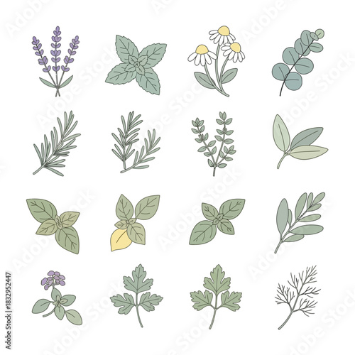 Illustration of various herbs including lavender, mint, chamomile, rosemary, sage, basil, parsley, and dill.