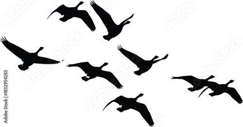 Flock of geese flying silhouette