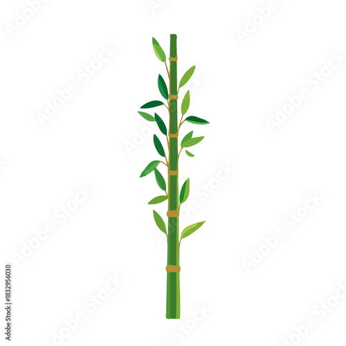 Attractive Simple illustration with EPS format design of bamboo stalk isolated on white and transparent background, Clipart set, Minimalist illustration