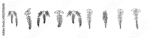 Elegant Wisteria Blooms Outline Coloring Book Line Art Set. Elegant Black Silhouette of Wisteria Flower Branch with Hanging Blossoms and Leaves, vector illustration.