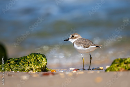 Greater Sand Plover, Charadrius leschenaultii, Sur, Oman