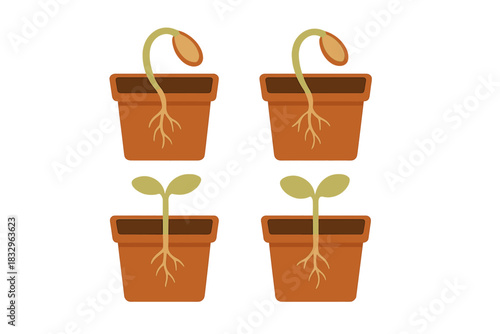 Growth stages of a plant in terracotta pots showcasing seedling development in a simple and clear manner