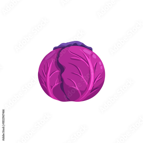 A beautiful Clipart collection, an Attractive Minimalist illustration, a simple illustration with EPS format design of a purple cabbage isolated on white and transparent background
