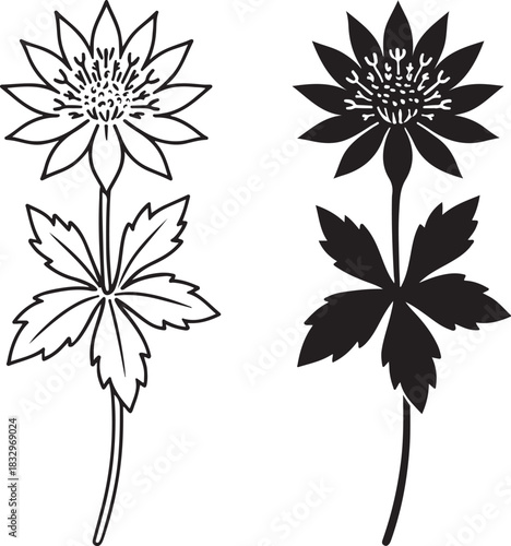 Set of two stylized botanical illustrations of a single flower on a stem with lobed leaves, one as an outline drawing and the other as a solid black silhouette, isolated on icon on