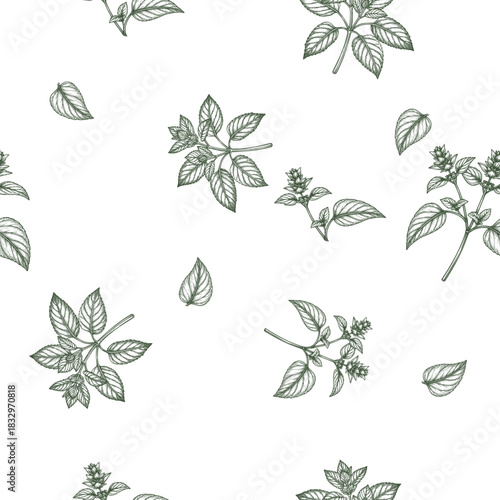 Sprigs of oregano and lemon balm, black and white sketch. Vector illustration. A set of kitchen herbs and spices, seamless pattern isolated on a white background28