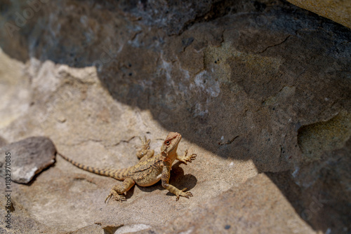 Small lizard sunbathing on warm rocky surface